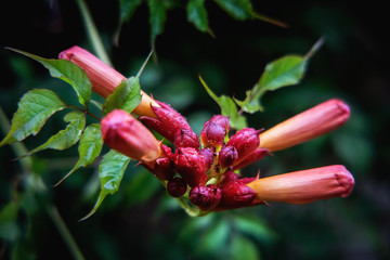 Campsis radicans flower blossom after rain