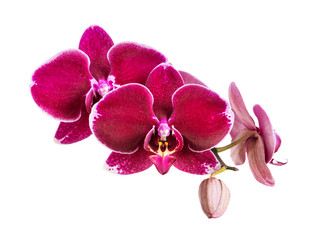 Red orchid on white background