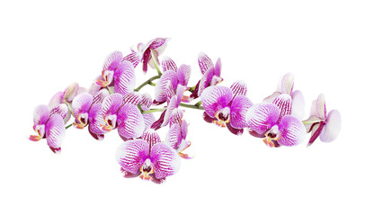 White and pink orchid flowers on a white background