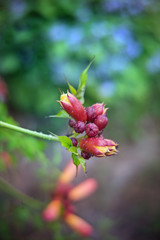 Campsis radicans flower blossom after rain