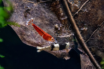 Black crystal bee and super red crystal pet shrimp standing on dried catappa leaf in freshwater...