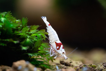 Pure red line pet shrimp climbing down aquatic moss in freshwater aquarium