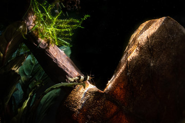 Baby black crystal shrimp standing on catappa leaf in natural ray of light