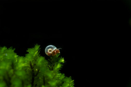 Baby ramshorn aquatic snail climbing on aquatic moss in freshwater aquarium with dramatic black background