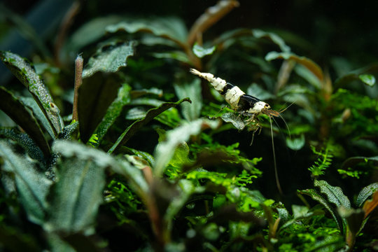 Black crystal pet shrimp standing on aquatic plant called bucephalandra in freshwater aquarium with aquatic moss seen in the background
