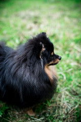 Obraz premium German Spitz in the grass