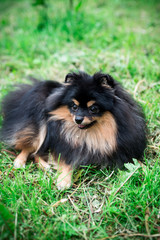 German Spitz in the grass