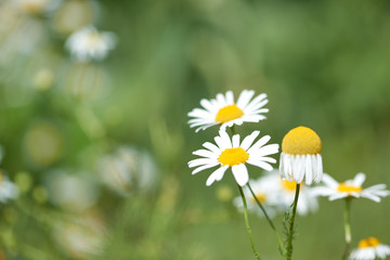 Nature background with wild flowers camomiles. Close up. 