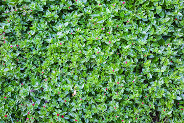 Obraz premium Beautiful flowers and green leaves on the wall. Nature texture background.