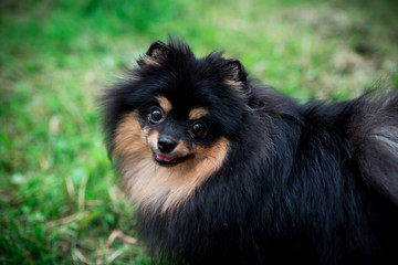 German Spitz in the grass