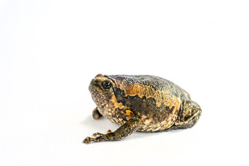 Bullfrog (Kaloula pulchra) isolated on white background.