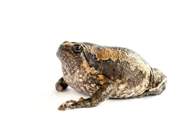 Bullfrog (Kaloula pulchra) isolated on white background.