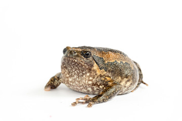 Bullfrog (Kaloula pulchra) isolated on white background.