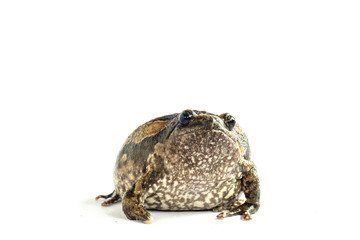 Bullfrog (Kaloula pulchra) isolated on white background.