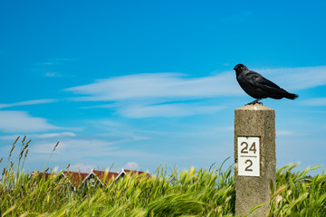 Fototapeta premium western jackdaw, black bird, on concrete pole. In dunes of Urk, The Netherlands. Blue sky, space for text