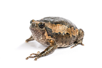 Bullfrog (Kaloula pulchra) isolated on white background.