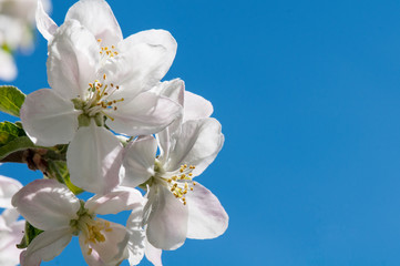 Apfelblüte Frühling Himmel Hintergrund