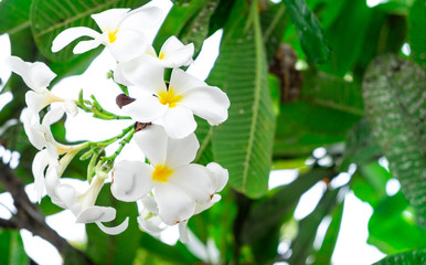 The most beatiful plumeria flowers with mix colors in red yellow orange and white colors.