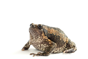 Bullfrog (Kaloula pulchra) isolated on white background.