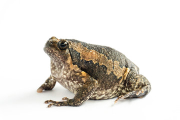 Bullfrog (Kaloula pulchra) isolated on white background.