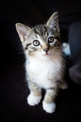 chaton