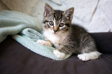 chaton