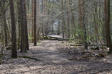 Grunewald, Wilmersdorf, Berlin