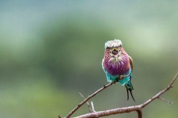 Lilac breasted roller in Kruger National park, South Africa ; Specie Coracias caudatus family of Coraciidae