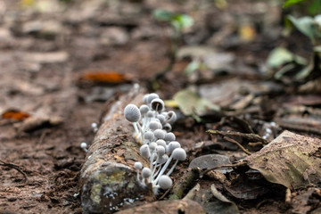 Slightly blurred nature background : Mushrooms in the Amazonian jungles, South America