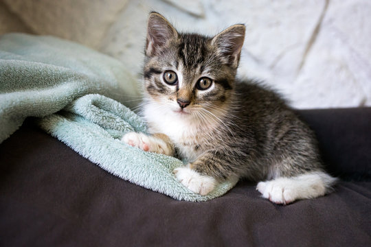 chaton