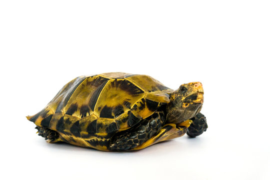Inland turtles in Asia are called "Impressed tortoise, Manouria impressa " isolated on white background.