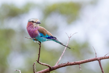Lilac breasted roller in blur background in Kruger National park, South Africa ; Specie Coracias caudatus family of Coraciidae