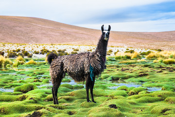 Llama in Eduardo Avaroa National Park in Bolivia.