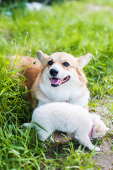 Naklejka na ściany i meble A corgi dog walks in the grass along with a miniature puppy Chihuahua