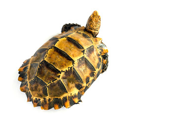 Inland turtles in Asia are called 