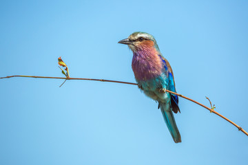 Lilac breasted roller isolated in blue sky in Kruger National park, South Africa ; Specie Coracias caudatus family of Coraciidae