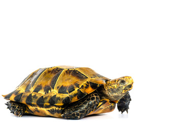 turtle isolated on white background