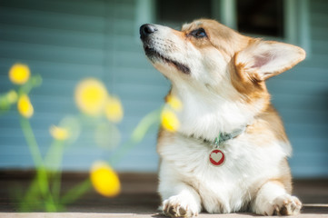 Corgi dog is lying on the wooden floor near the house in yellow flowers