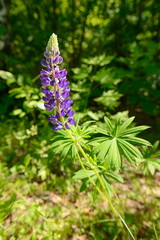 Bright blue Lupine inflorescence among green herbs