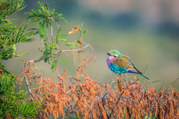 Lilac breasted roller isolated in natural background in Kruger National park, South Africa ; Specie Coracias caudatus family of Coraciidae