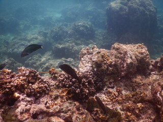 Colorful Trevally on a tropical coral reef  at phuket thailand