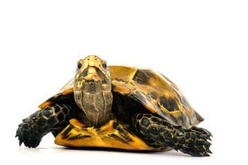Inland turtles in Asia are called 