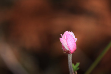 Pink mountain flower