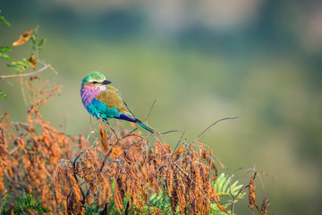 Lilac breasted roller isolated in natural background in Kruger National park, South Africa ; Specie Coracias caudatus family of Coraciidae