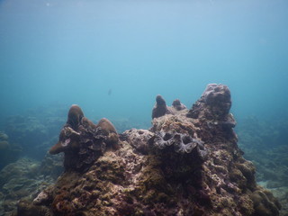 Colorful Trevally on a tropical coral reef  at phuket thailand