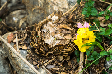 the tourists have lost a garbage at the park. Loi Krathong festival (banana floating for ritual) in Thailand, causing waste and destroying the ecosystem