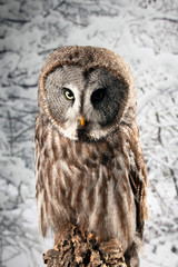 Stunning portrait of Great Grey Owl Strix Nebulosa in studio setting with snowy Winter background