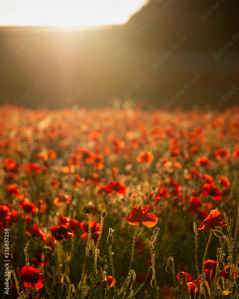 Canvas Prints Beautiful Summer landscape of vibrant poppy field in English countryside during late evening sunset