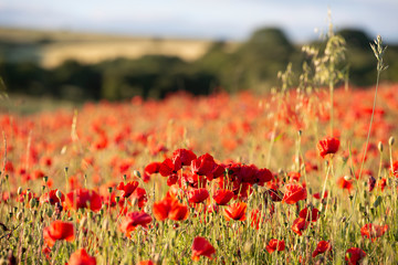Beautiful Summer landscape of vibrant poppy field in English countryside during late evening sunset