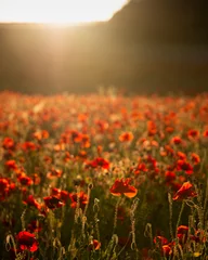 Poster Beautiful Summer landscape of vibrant poppy field in English countryside during late evening sunset © veneratio